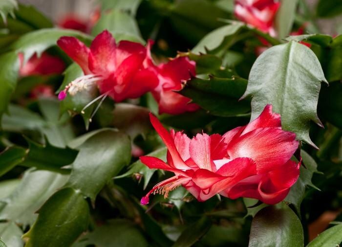 ��� ��������� ���������� ������: ������� ��������� �����