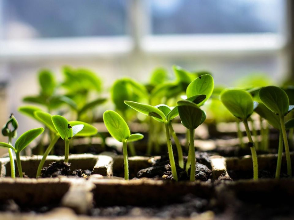 Мини-огород на подоконнике: как ростки помогут пережить зиму